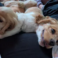 Pumpkin, a male Cocker Spaniel for sale in Williamstown, OH – Photo 3 of 9