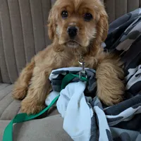 Cider, a male Cocker Spaniel for sale in Williamstown, OH – Photo 3 of 10