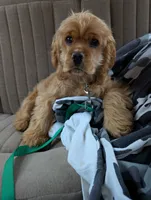 Cider, a male Cocker Spaniel for sale in Williamstown, OH – Photo 2 of 9