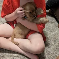 Cider, a male Cocker Spaniel for sale in Williamstown, OH – Photo 8 of 10