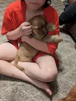 Cider, a male Cocker Spaniel for sale in Williamstown, OH – Photo 7 of 9