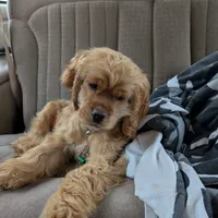 Cider, a male Cocker Spaniel for sale in Williamstown, OH – Photo 2 of 10