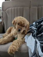 Cider, a male Cocker Spaniel for sale in Williamstown, OH – Photo 1 of 9
