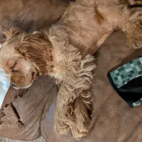 Cider, a male Cocker Spaniel for sale in Williamstown, OH – Photo 4 of 10