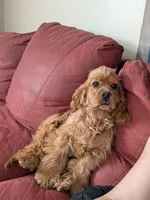 Cider, a male Cocker Spaniel for sale in Williamstown, OH – Photo 1 of 10