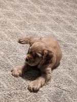 Cider, a male Cocker Spaniel for sale in Williamstown, OH – Photo 6 of 9