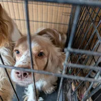 Cider, a male Cocker Spaniel for sale in Williamstown, OH – Photo 10 of 10