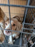 Cider, a male Cocker Spaniel for sale in Williamstown, OH – Photo 9 of 9