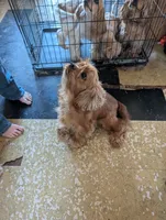 Cider, a male Cocker Spaniel for sale in Williamstown, OH – Photo 8 of 9