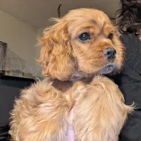 Cider, a male Cocker Spaniel for sale in Williamstown, OH – Photo 5 of 10