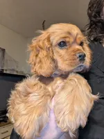 Cider, a male Cocker Spaniel for sale in Williamstown, OH – Photo 5 of 9