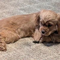 Cider, a male Cocker Spaniel for sale in Williamstown, OH – Photo 6 of 10
