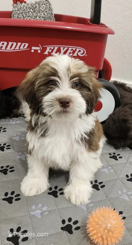 Leo – Havanese puppy for sale in Huntsville, AR