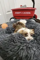 Leo, a male Havanese for sale in Huntsville, AR – 8 of 8