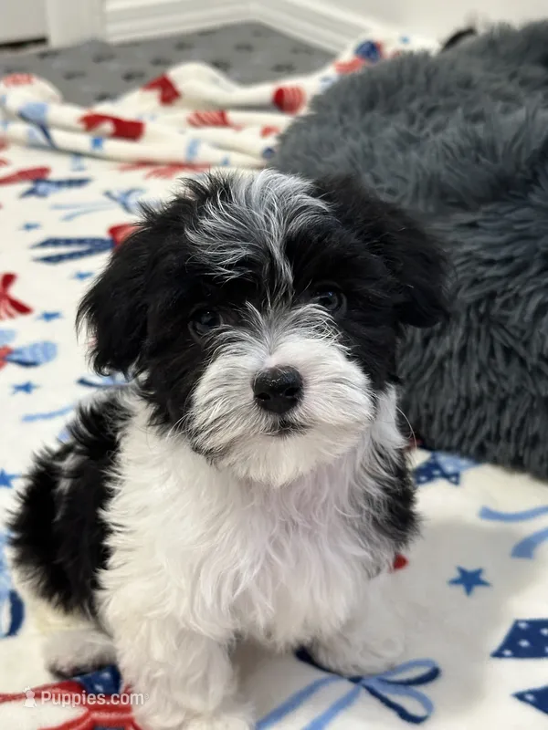 Francis – Havanese puppy for sale in Huntsville, AR