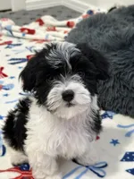 Francis, a female Havanese for sale in Huntsville, AR – 1 of 6