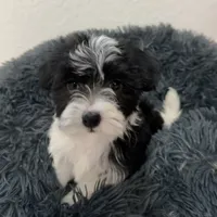 Francis, a female Havanese for sale in Huntsville, AR – 2 of 6