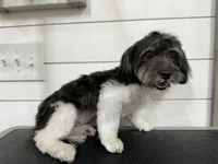 April , a female Havanese for sale in Huntsville, AR – 3 of 3
