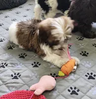 Leo, a male Havanese for sale in Huntsville, AR – 2 of 8