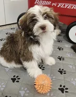 Leo, a male Havanese for sale in Huntsville, AR – 5 of 8