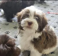 Leo, a male Havanese for sale in Huntsville, AR – 3 of 8
