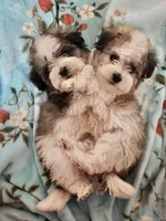 Dylan, a male Havanese for sale in Huntsville, AR – 4 of 5