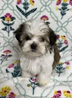Bliss (AKC), a female Havanese for sale in Huntsville, AR – 1 of 4