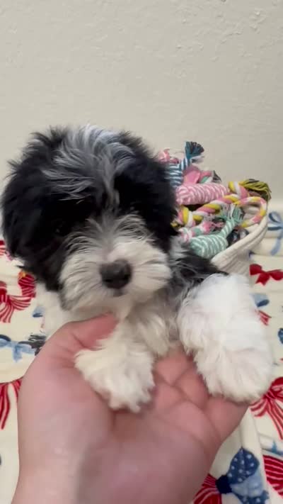 Francis, a female Havanese for sale in Huntsville, AR – 6 of 6