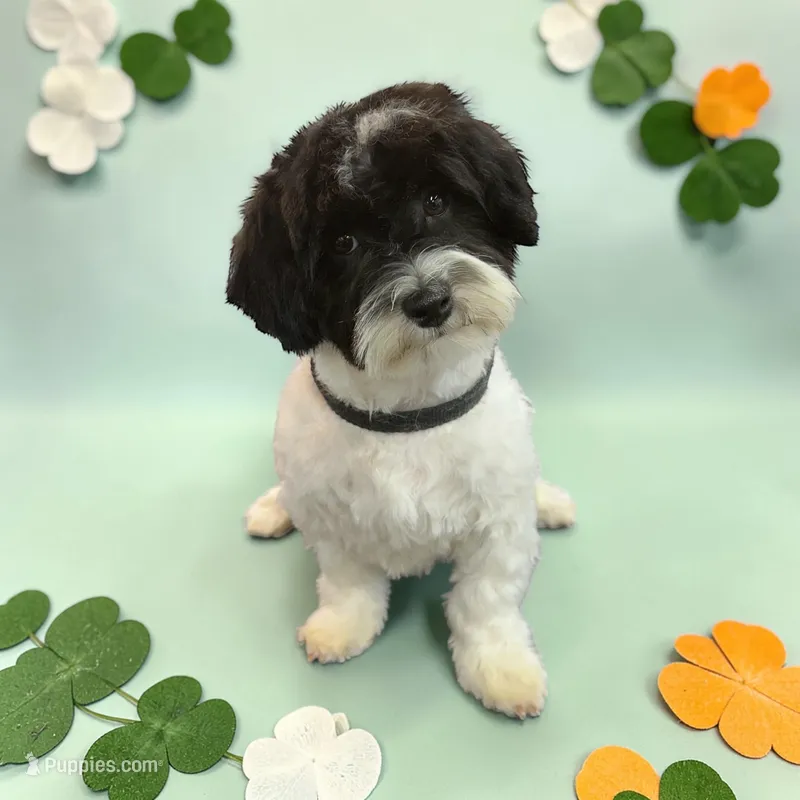 Hudson – Havanese puppy for sale in Huntsville, AR