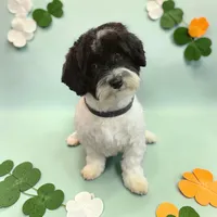 Hudson, a male Havanese for sale in Huntsville, AR – Photo 2 of 2