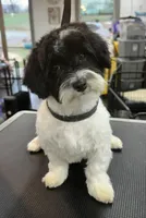 Hudson, a male Havanese for sale in Huntsville, AR – Photo 1 of 2