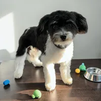 AKC Amelia, a female Havanese for sale in Huntsville, AR – Photo 2 of 2