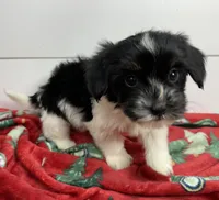 AKC Amelia, a female Havanese for sale in Huntsville, AR – Photo 1 of 8