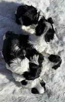 AKC Amelia, a female Havanese for sale in Huntsville, AR – Photo 7 of 8