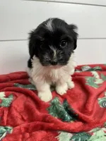 AKC Amelia, a female Havanese for sale in Huntsville, AR – Photo 4 of 8