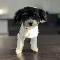 AKC Amelia, a female Havanese for sale in Huntsville, AR – Photo 1 of 2