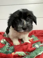 AKC Amelia, a female Havanese for sale in Huntsville, AR – Photo 6 of 8