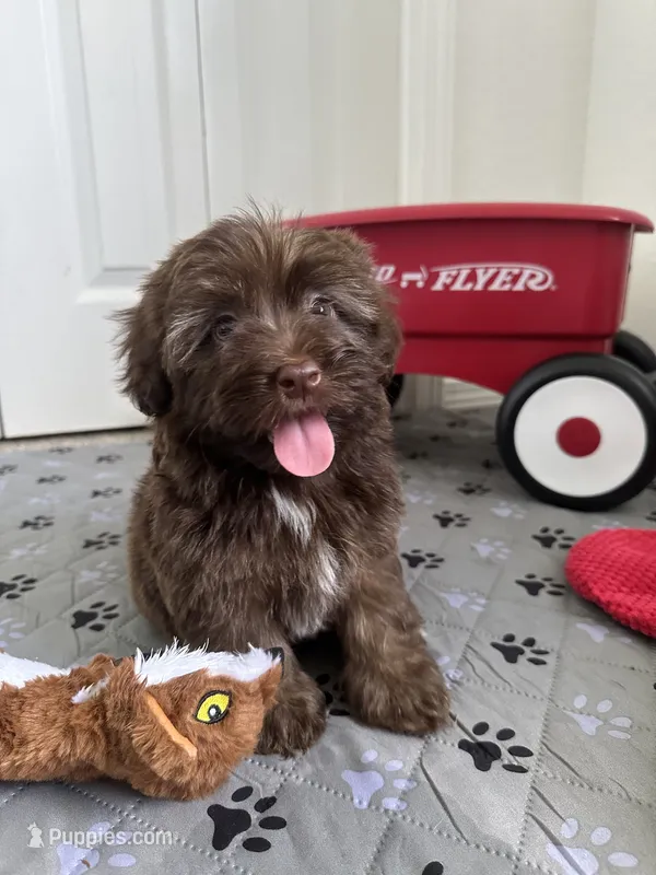 Arlo – Havanese puppy on hold in Huntsville, AR
