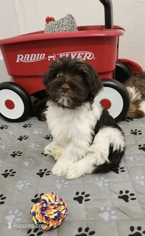 Milo – Havanese puppy for sale in Huntsville, AR