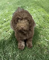 Twist, a male Havanese for sale in Huntsville, AR – 2 of 5