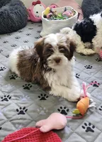 Leo, a male Havanese for sale in Huntsville, AR – 4 of 8