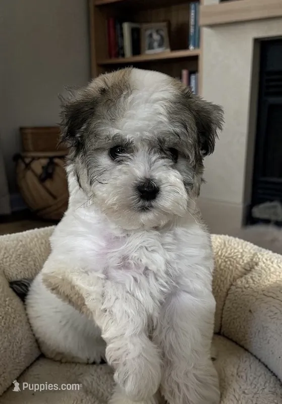 Dylan – Havanese puppy for sale in Huntsville, AR
