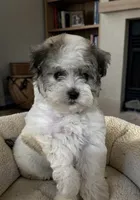 Dylan, a male Havanese for sale in Huntsville, AR – 1 of 5