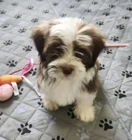 Leo, a male Havanese for sale in Huntsville, AR – 7 of 8
