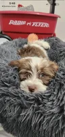 Leo, a male Havanese for sale in Huntsville, AR – 6 of 8