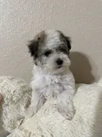 Dylan, a male Havanese for sale in Huntsville, AR – 2 of 5