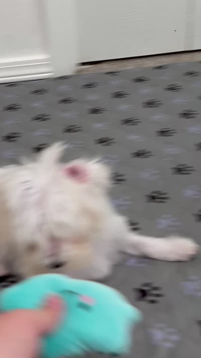 Adaline (AKC), a female Havanese for sale in Huntsville, AR – 4 of 4