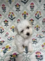 Adaline (AKC), a female Havanese for sale in Huntsville, AR – 3 of 4