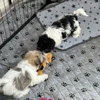 Abby, a female Havanese for sale in Huntsville, AR – Photo 4 of 4