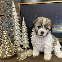 Abby, a female Havanese for sale in Huntsville, AR – Photo 1 of 4